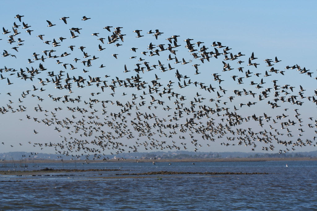 Les Meilleures Jumelles pour Observer les Oiseaux : Guide d'Achat et Comparatif