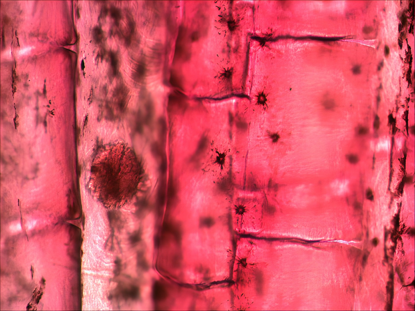 Kit de lames préparées et vierges pour microscope – Levenhuk