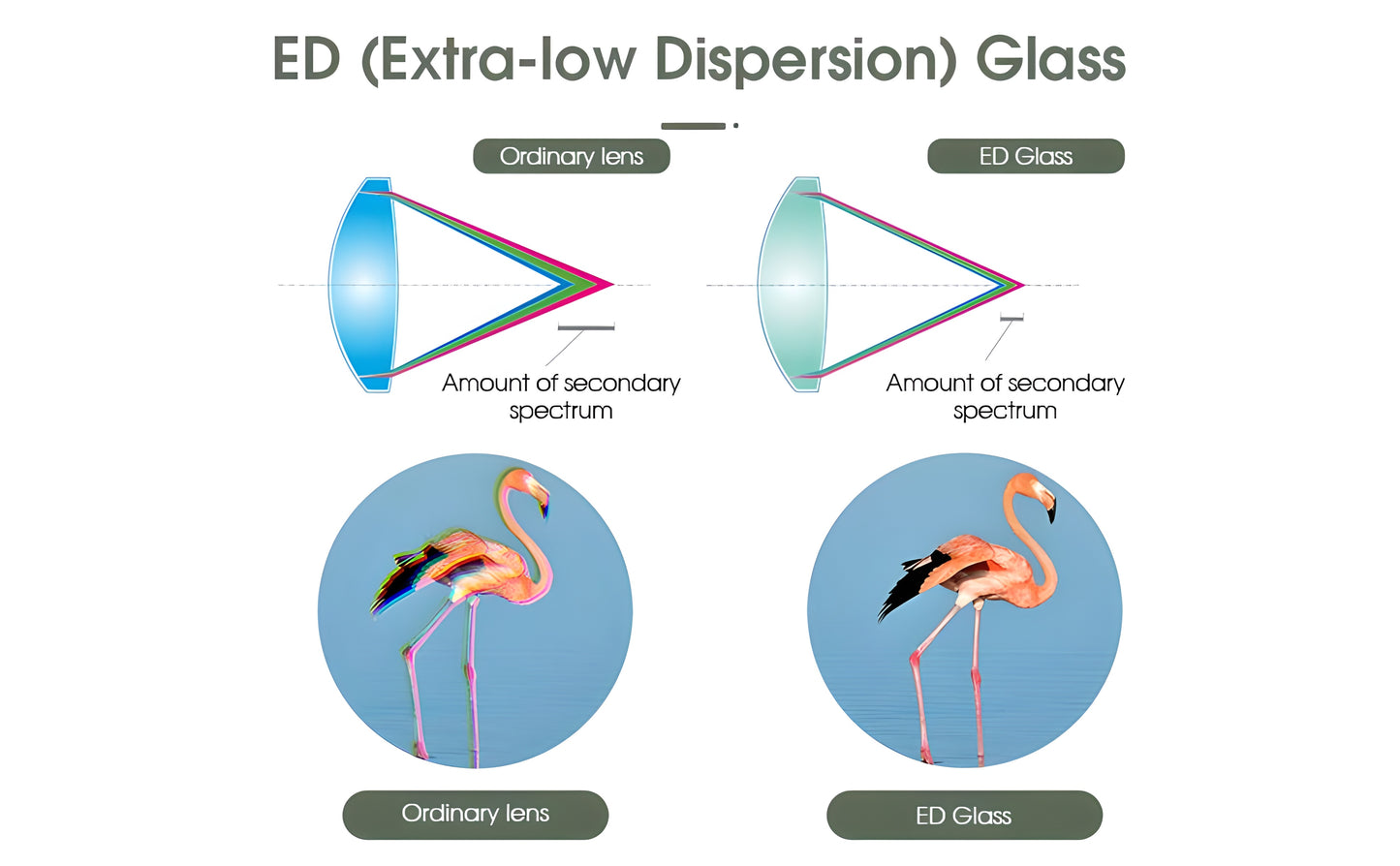 SVBONY SA405 20-60x85 ED Spektiv für Tierbeobachtung und Ornithologie - ED-Glas