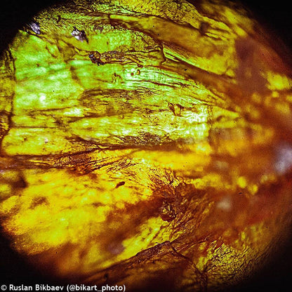 Microscope monoculaire Rainbow 50L PLUS Levenhuk