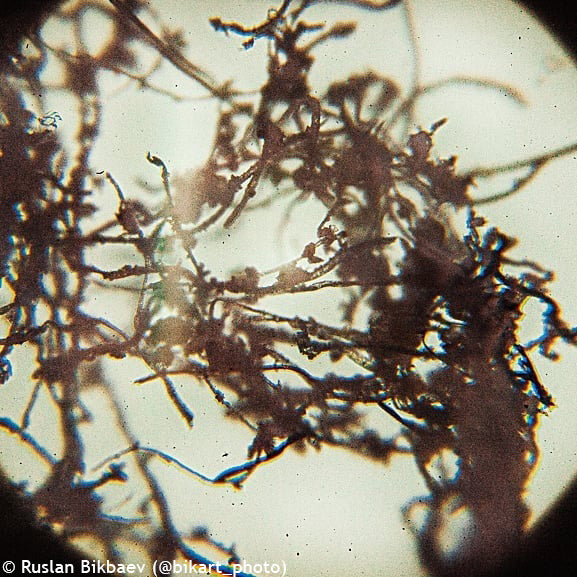 Microscope numérique 2 Mpx Rainbow D50L PLUS pierre de lune Levenhuk
