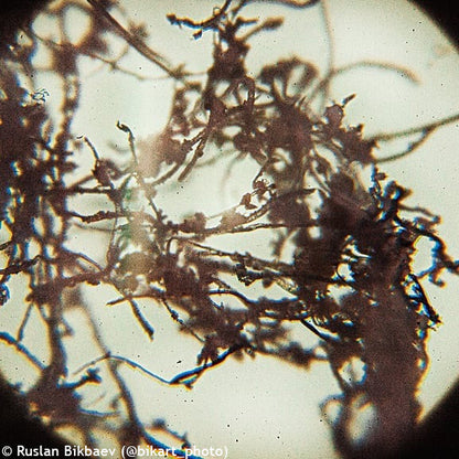 Microscope numérique Rainbow D50L PLUS 2M Moonstone Levenhuk